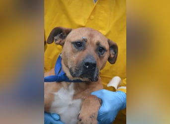 Sehr liebe Staff-Mix-Hündin „Rosalie“ sucht verantwortungsvolles Einzelzuhause, ca. 2022 geboren