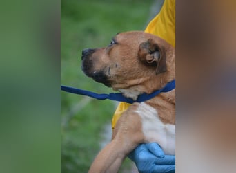 Sehr liebe Staff-Mix-Hündin „Rosalie“ sucht verantwortungsvolles Einzelzuhause, ca. 2022 geboren