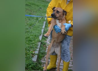 Sehr liebe Staff-Mix-Hündin „Rosalie“ sucht verantwortungsvolles Einzelzuhause, ca. 2022 geboren