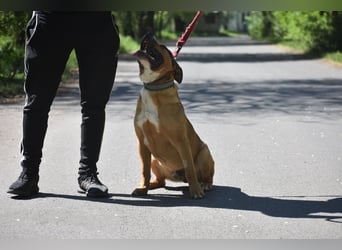 Rufus (Vermittlung nicht nach DE), sehr freundlicher, kraftvoller Staff-Rüde, geb. 2025
