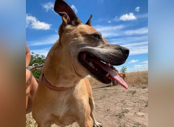 Godiva - liebenswerte Hundeseniorin sucht endlich ihr Glück- Vermittlung nur nach CH/AT möglich