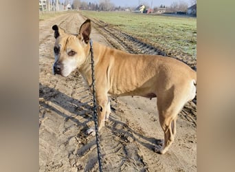 Godiva - liebenswerte Hundeseniorin sucht endlich ihr Glück- Vermittlung nur nach CH/AT möglich