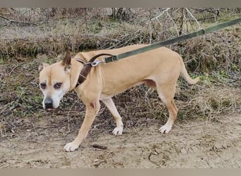 Godiva - liebenswerte Hundeseniorin sucht endlich ihr Glück- Vermittlung nur nach CH/AT möglich