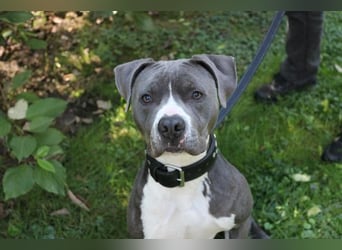 Bruno, Staffordshire Terrier, geb. 2023, junger, sportlicher Rüde sucht Zuhause