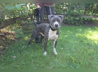Bruno, Staffordshire Terrier, geb. 2023, junger, sportlicher Rüde sucht Zuhause