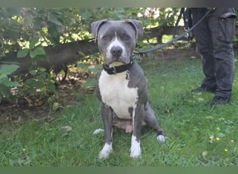 Bruno, Staffordshire Terrier, geb. 2023, junger, sportlicher Rüde sucht Zuhause