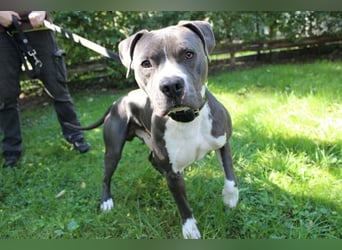 Bruno, Staffordshire Terrier, geb. 2023, junger, sportlicher Rüde sucht Zuhause