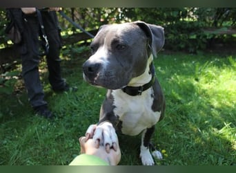 Bruno, Staffordshire Terrier, geb. 2023, junger, sportlicher Rüde sucht Zuhause