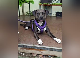 Malika, Staffordshire Terrier, geb. 2021, ein zauberhaftes und umweltsicheres Mädel
