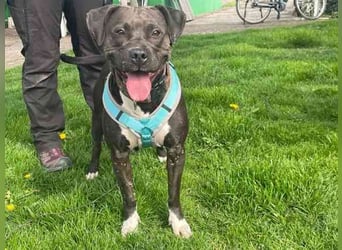 Malika, Staffordshire Terrier, geb. 2021, ein zauberhaftes und umweltsicheres Mädel