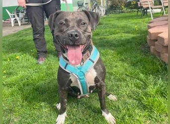 Malika, Staffordshire Terrier, geb. 2021, ein zauberhaftes und umweltsicheres Mädel