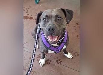 Malika, Staffordshire Terrier, geb. 2021, ein zauberhaftes und umweltsicheres Mädel
