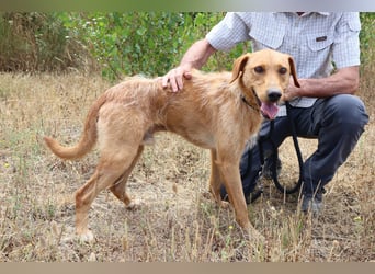 *R*I*C*O* hatte kein gutes Zuhause - das soll sich jetzt ändern !