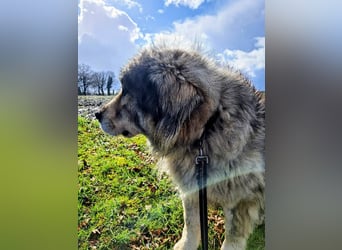 Maja - bildschöne Kaukasen Seniorin