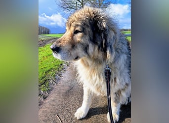 Maja - bildschöne Kaukasen Seniorin