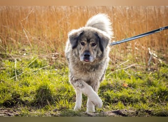 Maja - bildschöne Kaukasen Seniorin