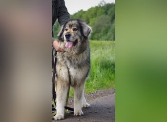 Maja - bildschöne Kaukasen Seniorin