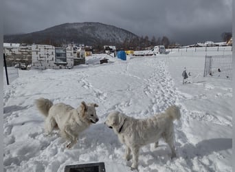 Aramis, Polnischer #Herdenschutzhund sucht neues Zuhause