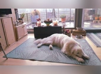 Aramis, Polnischer #Herdenschutzhund sucht neues Zuhause