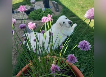 Aramis, Polnischer #Herdenschutzhund sucht neues Zuhause