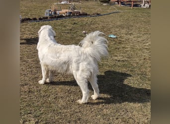 Aramis, Polnischer #Herdenschutzhund sucht neues Zuhause