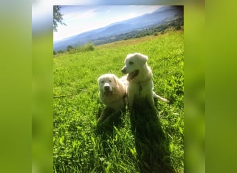 Aramis, Polnischer #Herdenschutzhund sucht neues Zuhause