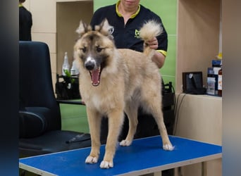 BUDDY Ein Freund zum Pferde stehlen (Ukraine)