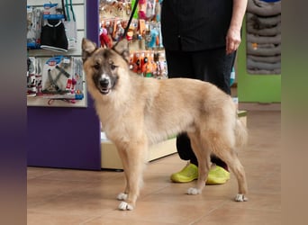 BUDDY Ein Freund zum Pferde stehlen (Ukraine)