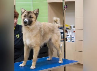 BUDDY Ein Freund zum Pferde stehlen (Ukraine)