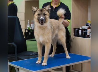 BUDDY Ein Freund zum Pferde stehlen (Ukraine)