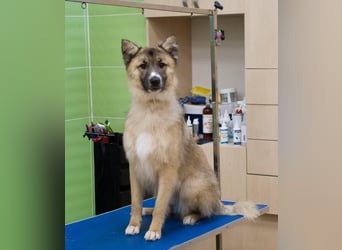 BUDDY Ein Freund zum Pferde stehlen (Ukraine)