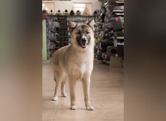 BUDDY Ein Freund zum Pferde stehlen (Ukraine)