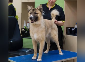 BUDDY Ein Freund zum Pferde stehlen (Ukraine)