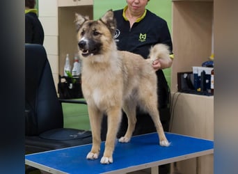 BUDDY Ein Freund zum Pferde stehlen (Ukraine)