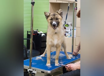 BUDDY Ein Freund zum Pferde stehlen (Ukraine)