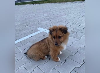 Mini Pekinese-Dackel-Tibet Spaniel-Mix sucht seine Familie !