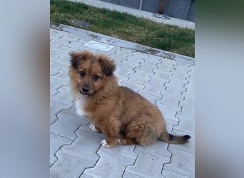 Mini Pekinese-Dackel-Tibet Spaniel-Mix sucht seine Familie !