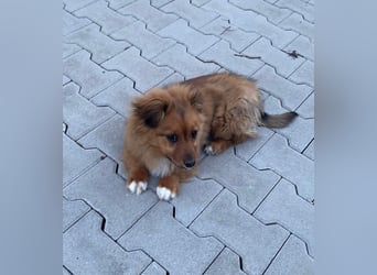 Mini Pekinese-Dackel-Tibet Spaniel-Mix sucht seine Familie !