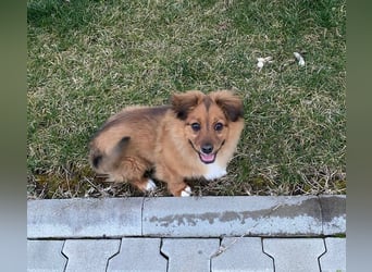 Mini Pekinese-Dackel-Tibet Spaniel-Mix sucht seine Familie !