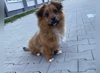 Mini Pekinese-Dackel-Tibet Spaniel-Mix sucht seine Familie !