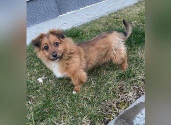 Mini Pekinese-Dackel-Tibet Spaniel-Mix sucht seine Familie !