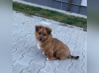 Mini Pekinese-Dackel-Tibet Spaniel-Mix sucht seine Familie !