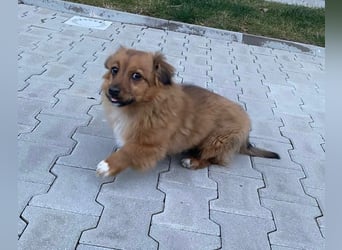 Mini Pekinese-Dackel-Tibet Spaniel-Mix sucht seine Familie !