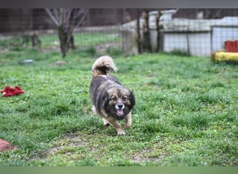 Ria -Tibetspaniel - Zwerspitz Mischlingsdame