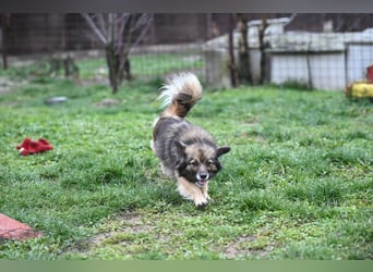 Ria -Tibetspaniel - Zwerspitz Mischlingsdame