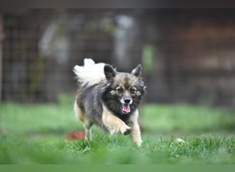 Ria -Tibetspaniel - Zwerspitz Mischlingsdame