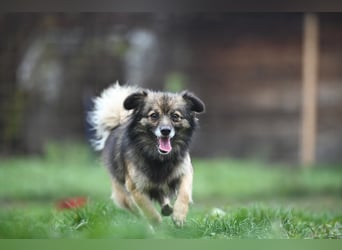 Ria -Tibetspaniel - Zwerspitz Mischlingsdame