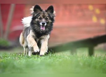 Ria -Tibetspaniel - Zwerspitz Mischlingsdame