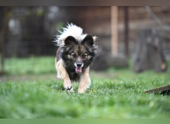 Ria -Tibetspaniel - Zwerspitz Mischlingsdame