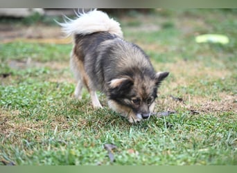 Ria -Tibetspaniel - Zwerspitz Mischlingsdame